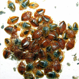 Bed bugs - MD Weaver